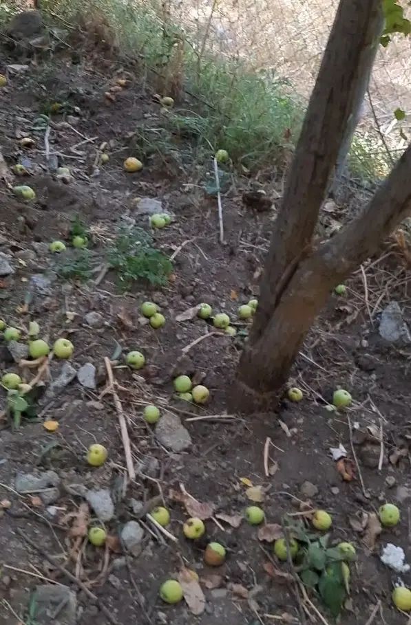 فروش باغ گلابی ۵۰۰ متر با آب و هوای دلپذیر|فروش دفتر صنعتی، کشاورزی، تجاری|تهران, سعادت‌آباد|دیوار