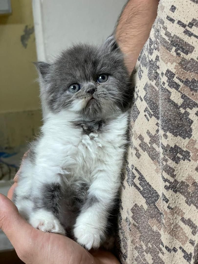 پشمکای خوشگل|گربه|یزد, |دیوار