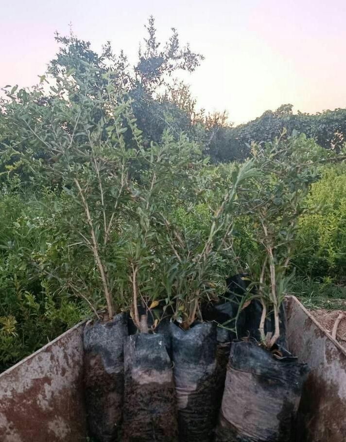 نهال انار گلدانی مرغوب|گل و گیاه طبیعی|زرندیه, |دیوار