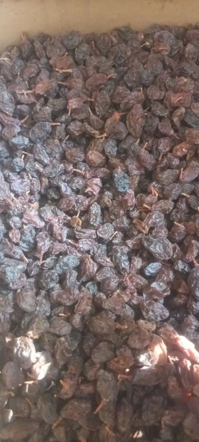 کشمش مویز آفتابی درشت گوشت دار|خوردنی و آشامیدنی|تهران, فلاح|دیوار