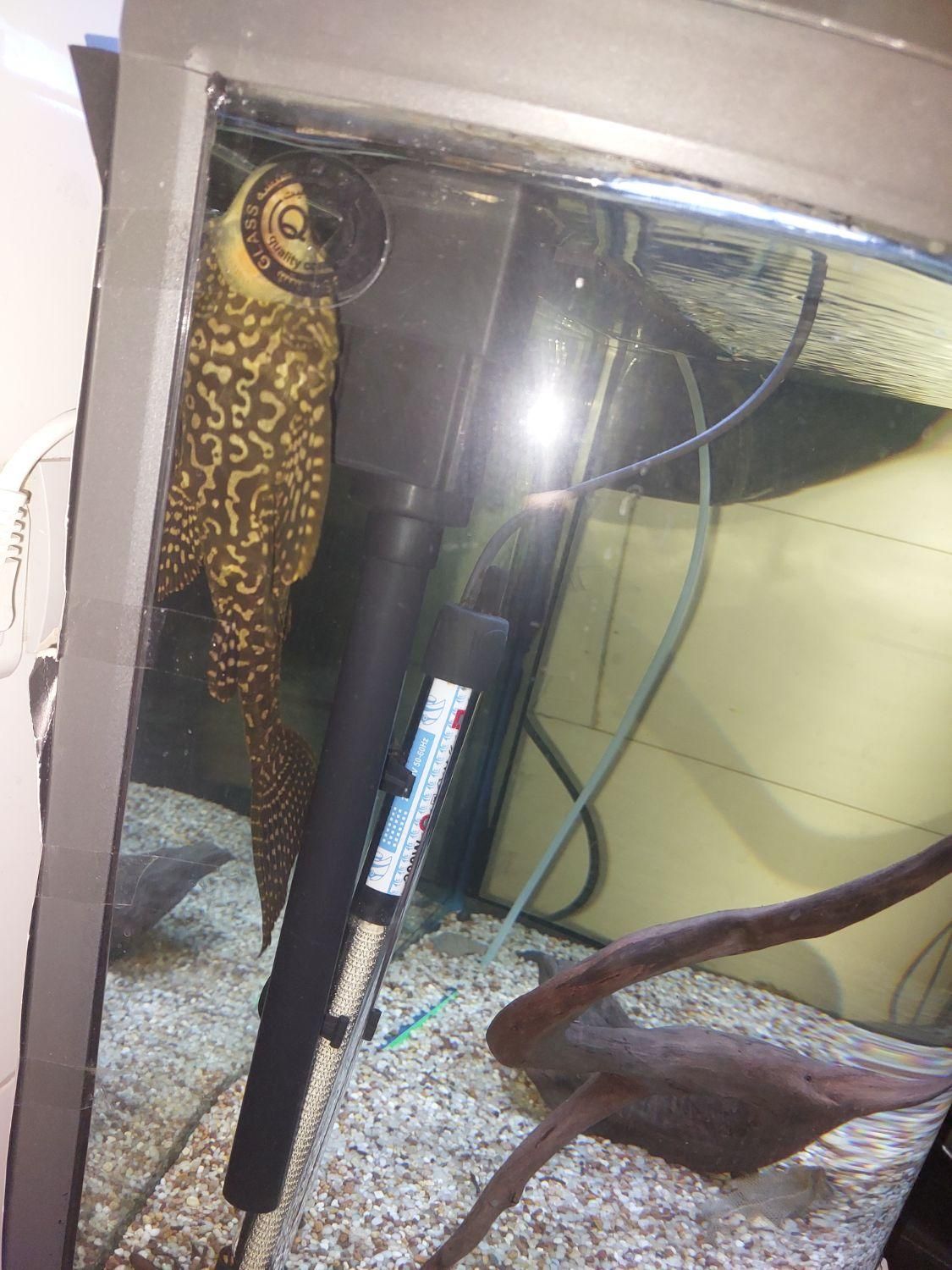 آکواریوم نیم دایره ماهیران ۸۰ لیتر|ماهی|قدس, شهرقدس|دیوار