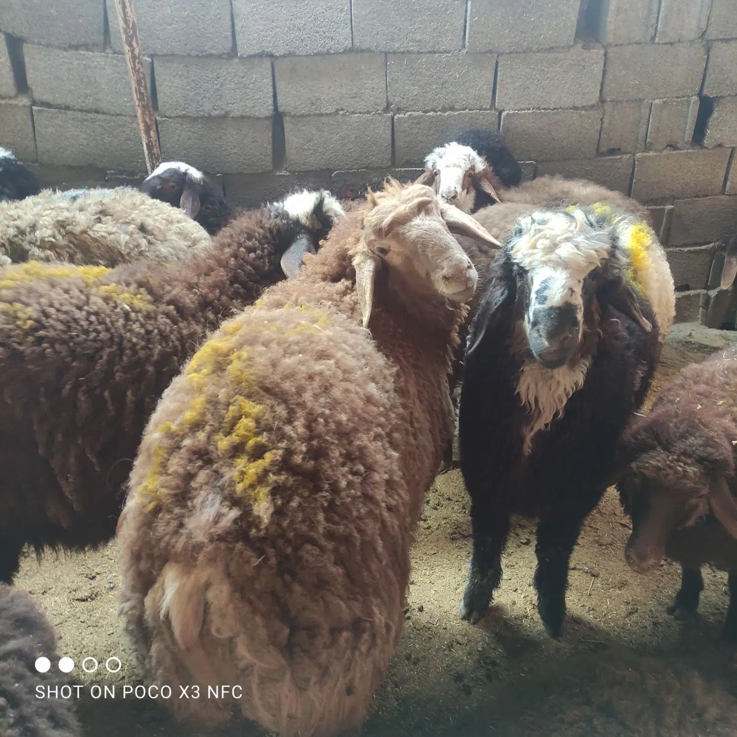 گوسفند بره کاور تمامی مجالس ومنزل|حیوانات مزرعه|مشهد, خین عرب|دیوار