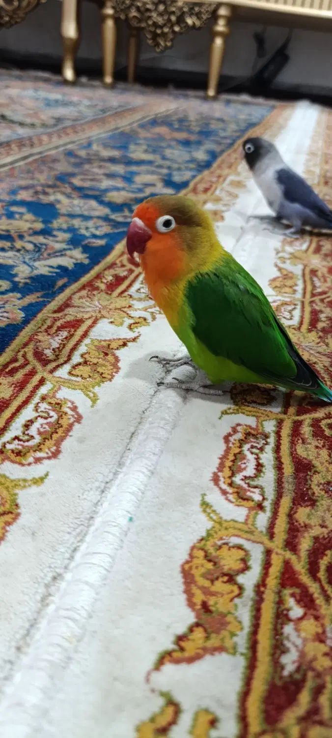 طوطی برزیلی کوتوله سخنگو|پرنده|سرخه, |دیوار