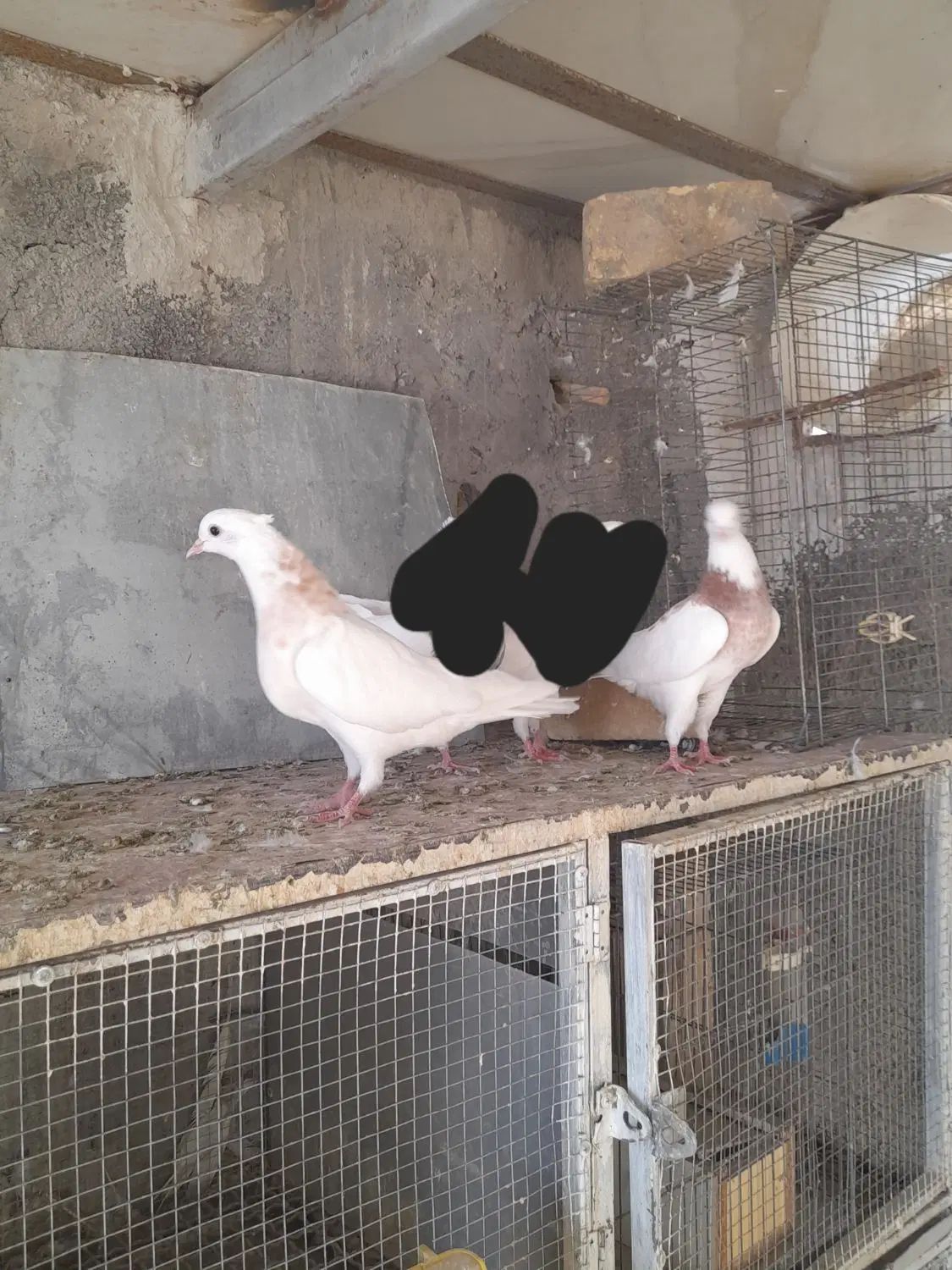 کبوتر طوقی و سوسکی|پرنده|اصفهان, قائمیه|دیوار
