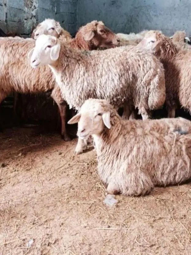 فقط 3روز دیگه تمدید شد*گوسفند زنده تعاونی* وخونی*|حیوانات مزرعه|مشهد, ایثارگران|دیوار