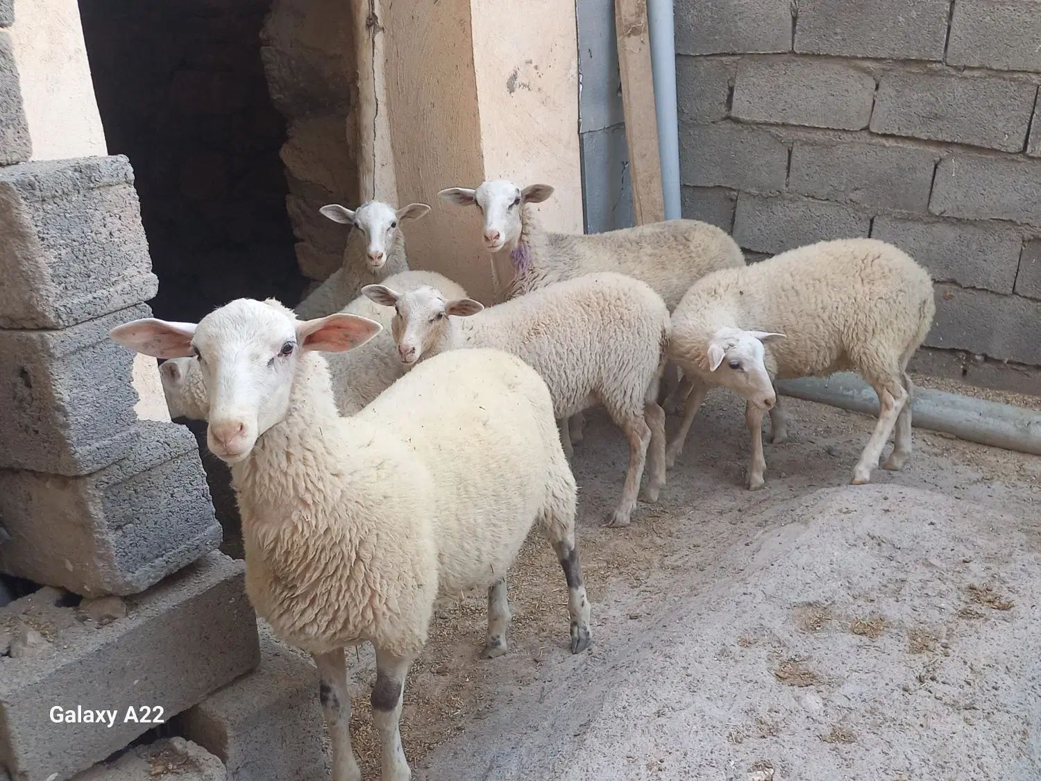 بره نر و ماده نژاد خارجی چند قلوزا و شیری لاروف|حیوانات مزرعه|کاشان, راوند|دیوار
