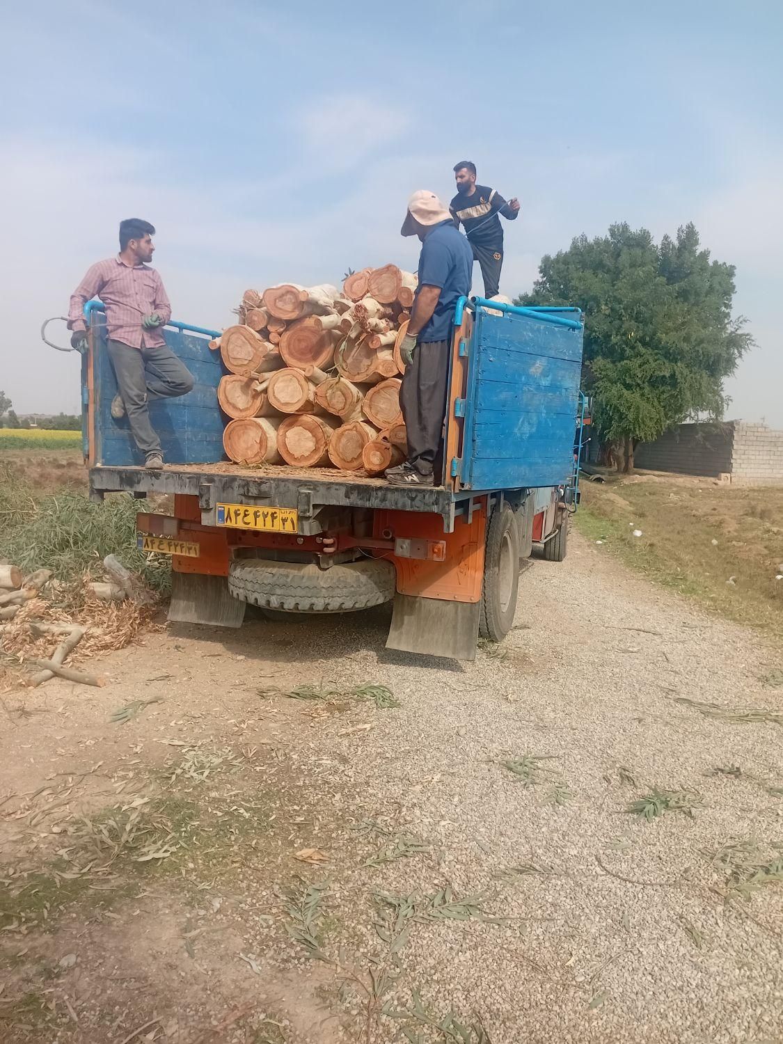 چوب درخت ابریشم اکالیپتوس کنار مرکبات|خدمات باغبانی و درختکاری|دزفول, |دیوار