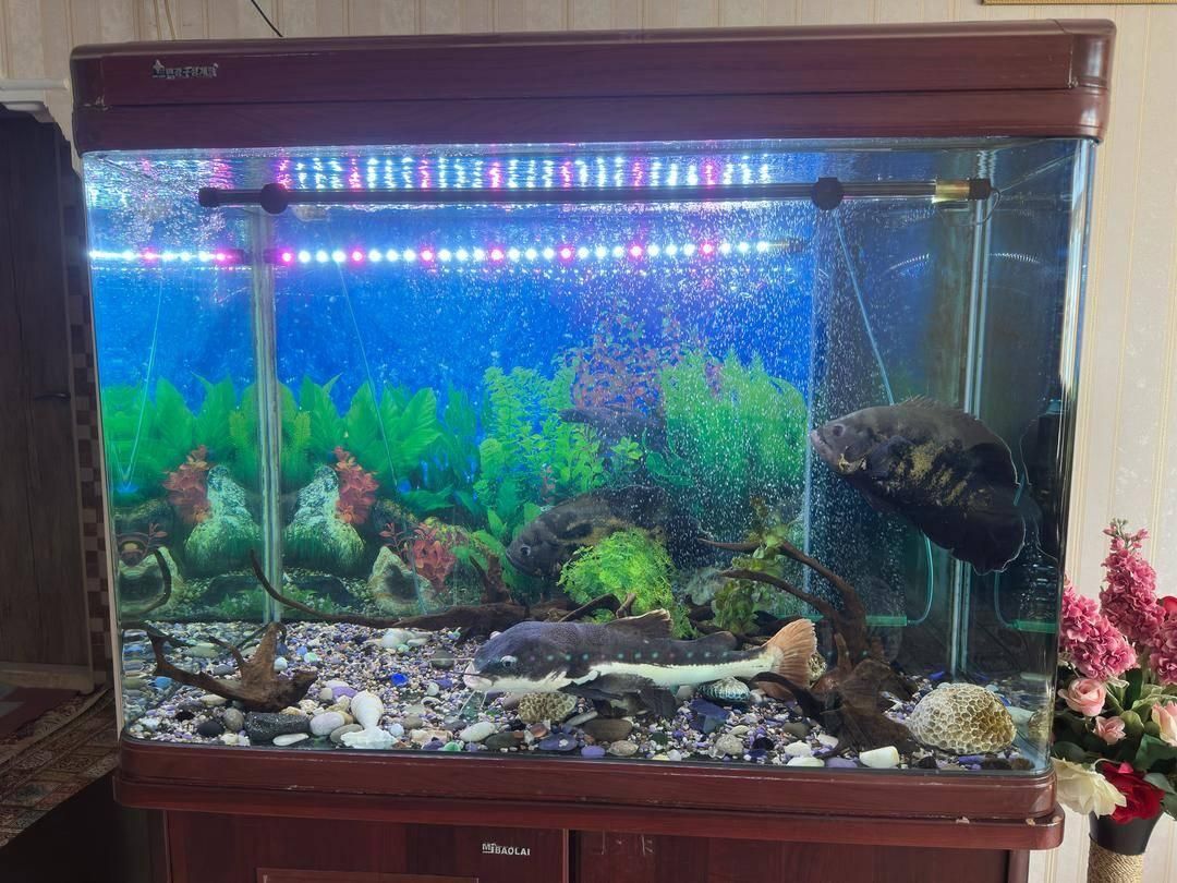 آکواریوم با ماهی و لوازم|ماهی|پردیس, فاز ۴|دیوار