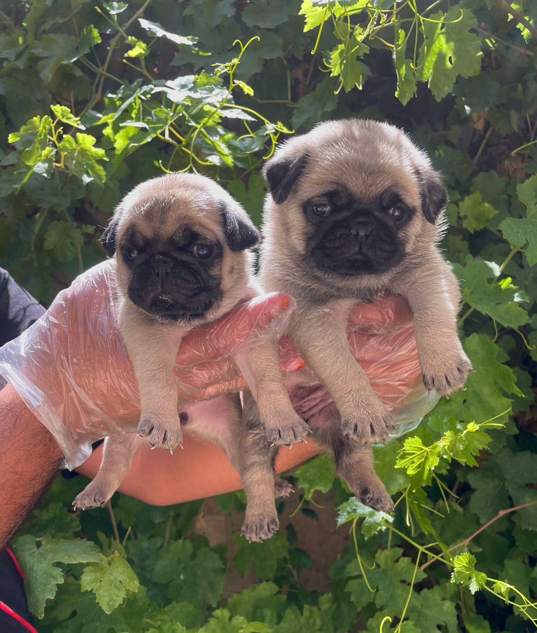 سگ پاگ|سگ|تهران, درکه|دیوار