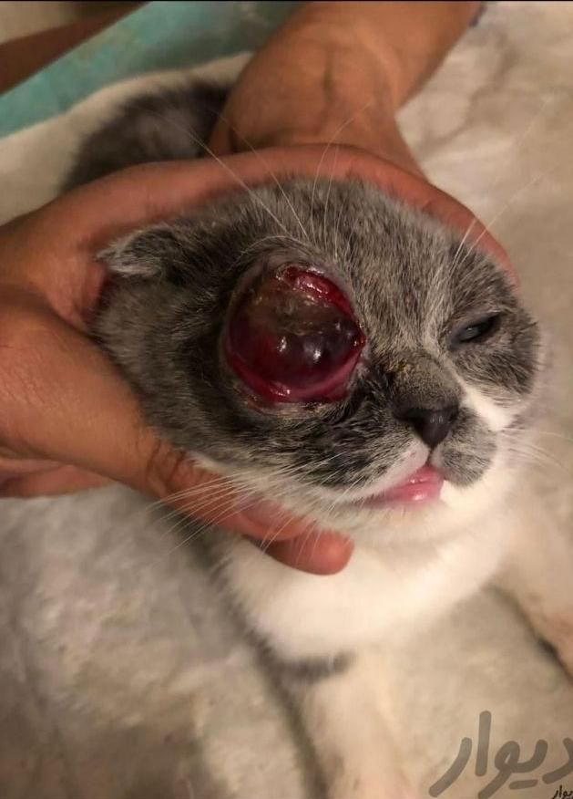 دامپزشک در محل،تمام مناطق (تهران،شهریار و حومه)|خدمات پیشه و مهارت|تهران, مهرآباد جنوبی|دیوار