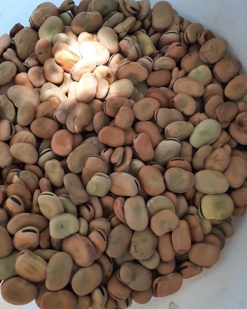 باقالی تر وتمیز پاک کرده|خوردنی و آشامیدنی|کردکوی, |دیوار