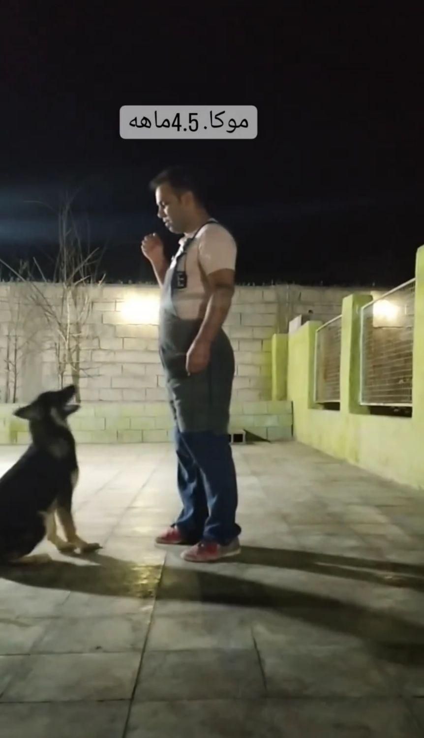 مربی سگ. آموزش سگ. پانسیون سگ|خدمات آموزشی|شیراز, میانرود|دیوار