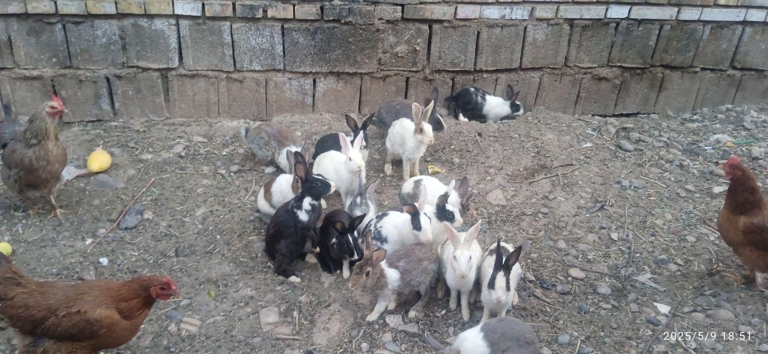 انواع خرگوش|موش و خرگوش|دزفول, |دیوار