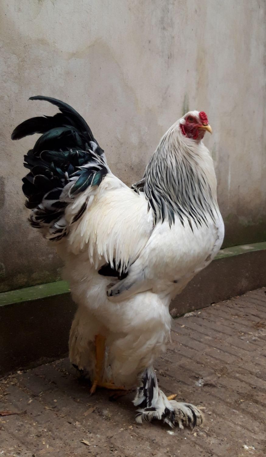 نیمچه خروس برهما لایت رومانی ، امپراطور ، امپراتور|حیوانات مزرعه|ساری, |دیوار