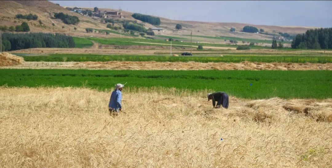 فروش زمین کشاورزی ۴۷۰ متری در باغرود روستای فرخک|فروش دفتر صنعتی، کشاورزی، تجاری|نیشابور, باغرود|دیوار