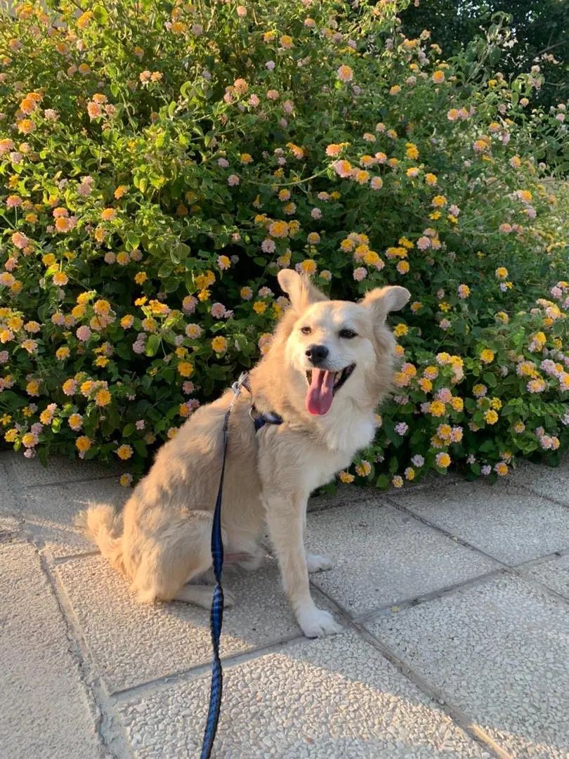 سگ اشپیتز گم شده  (20 میلیون مژدگانی به یابنده)|حیوانات|رشت, حومه رشت|دیوار