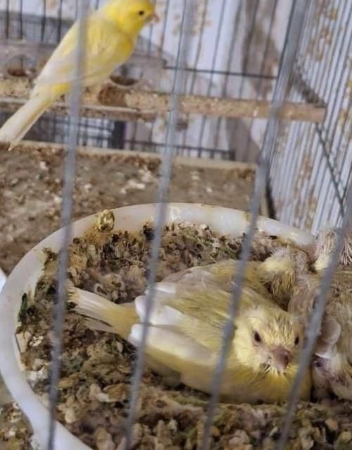 پرنده خانگی قناری عروس هلندی فنچ گلدین گلبسر|پرنده|سیرجان, |دیوار