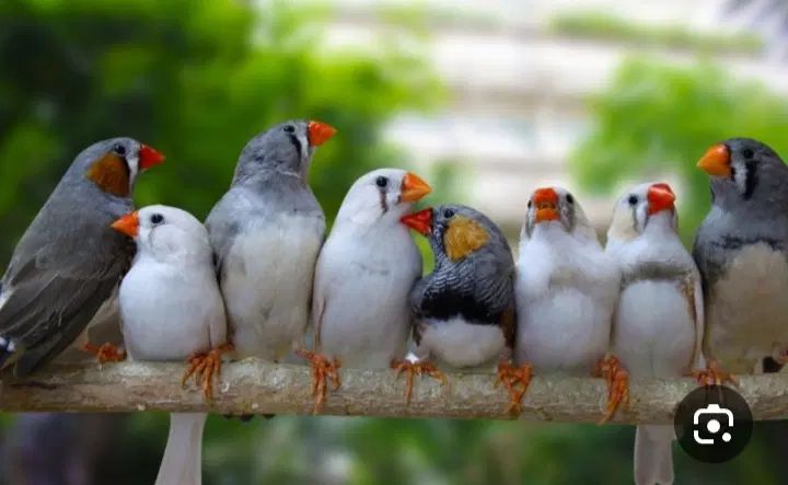 فنچ جفتی ۳۰۰|پرنده|تهران, نبی اکرم|دیوار