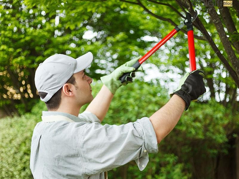 باغبانی|خدمات باغبانی و درختکاری|ورامین, ورامین|دیوار