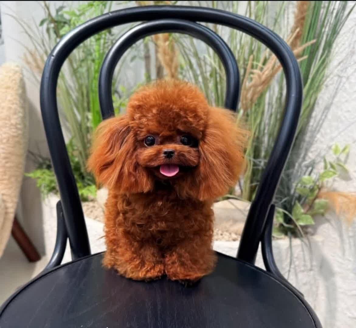 توله سگ آپارتمانی جیبی|سگ|کرج, فاز ۱ مهرشهر|دیوار