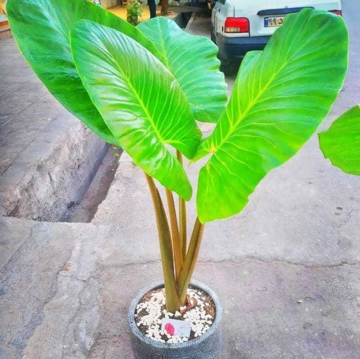 گل وگیاه آپارتمانی باباادم|گل و گیاه طبیعی|مشهد, ایثارگران|دیوار