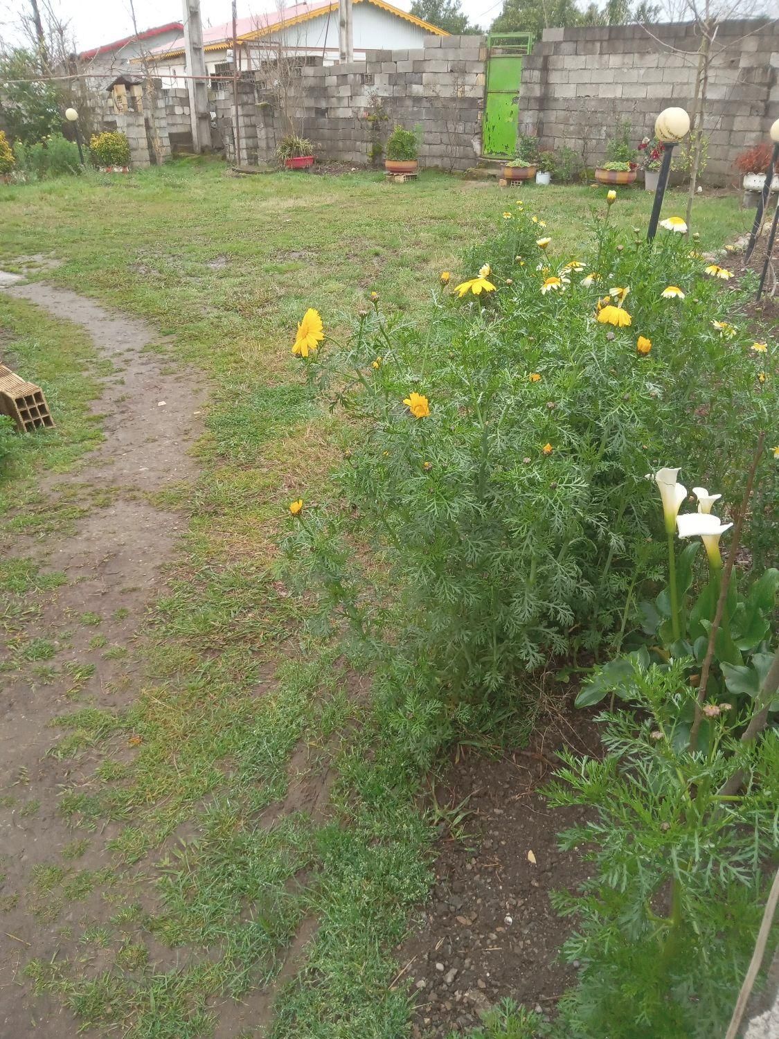 ویلای دوخوابه نزدیک میدان امامحسین وبیمارستان و.|اجارهٔ کوتاهمدت آپارتمان و سوئیت|تالش, هشتپر|دیوار