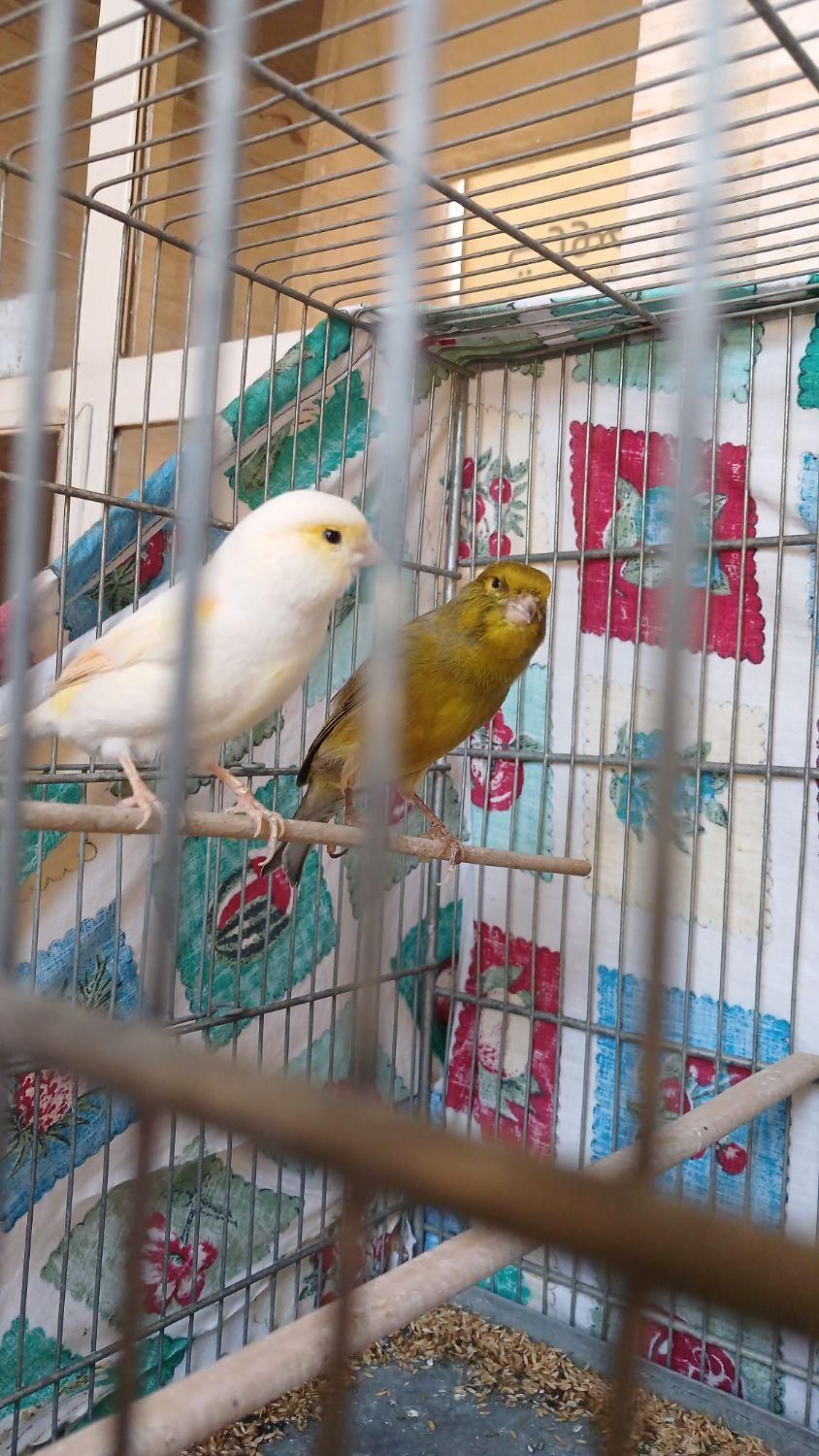 یه جفت قناری نر ماده سالم قرص اماده|پرنده|کرج, پیشاهنگی|دیوار