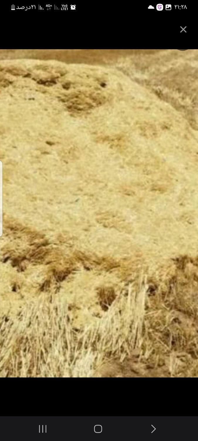 کاه دیم نرم وعالی. باکی  دو  و هشتصد|خدمات باغبانی و درختکاری|دورود, |دیوار