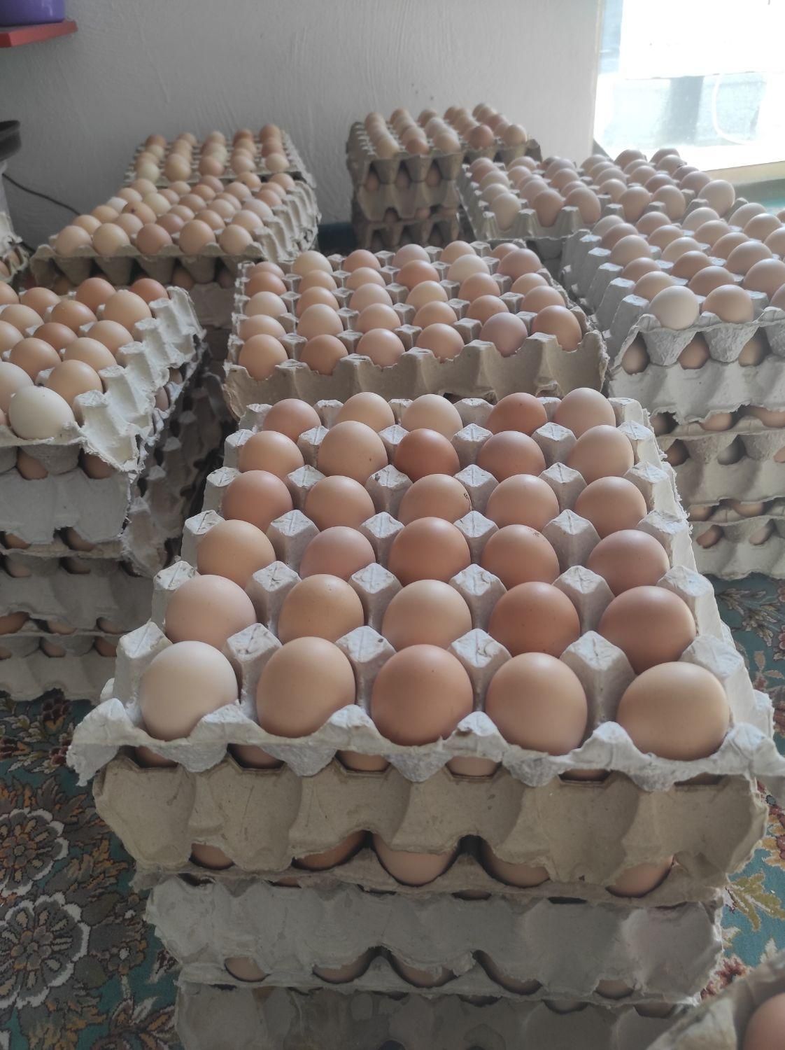 تخم مرغ بومی گلپا|خوردنی و آشامیدنی|اصفهان, احمدآباد|دیوار
