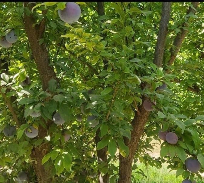 ۸۶۰ متر  باغچه ( رضی آباد)|فروش زمین و ملک کلنگی|تهران, صاحب الزمان|دیوار