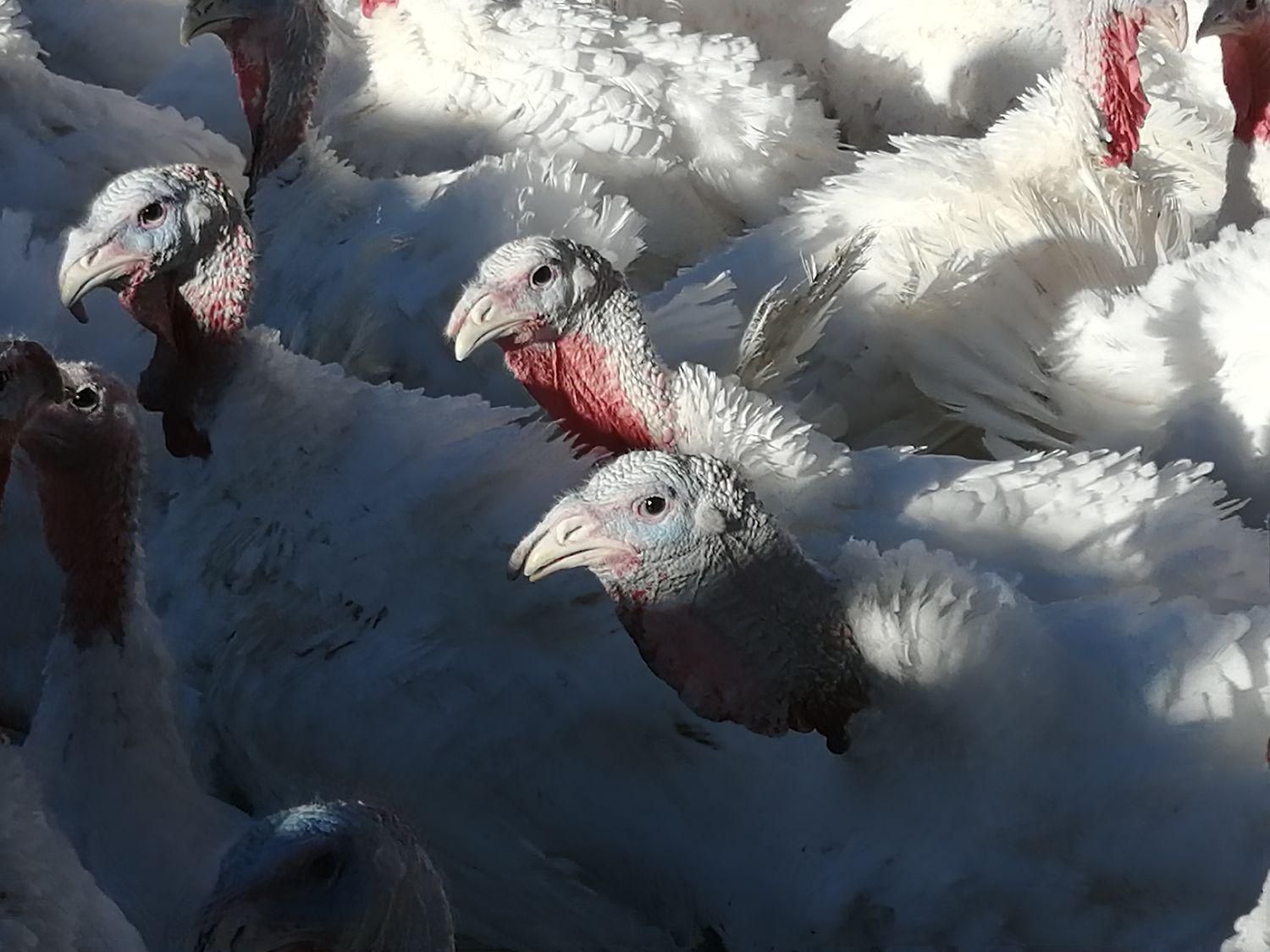 تنظیم بازار بوقلمون زنده|حیوانات مزرعه|بیرجند, |دیوار