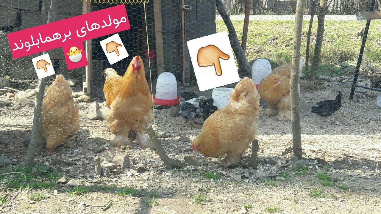 جوجه مرغ زینتی (گلین لری وبرهماوکوشین وآیسباراصل)|حیوانات مزرعه|سیاهکل, |دیوار