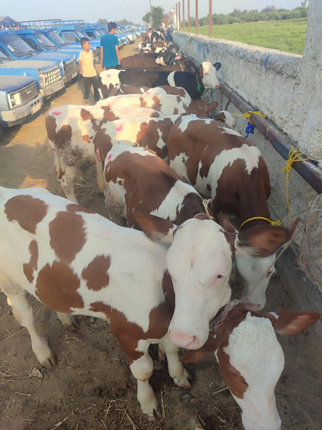 فروش گوساله های اصیل|حیوانات مزرعه|بندر ترکمن, |دیوار