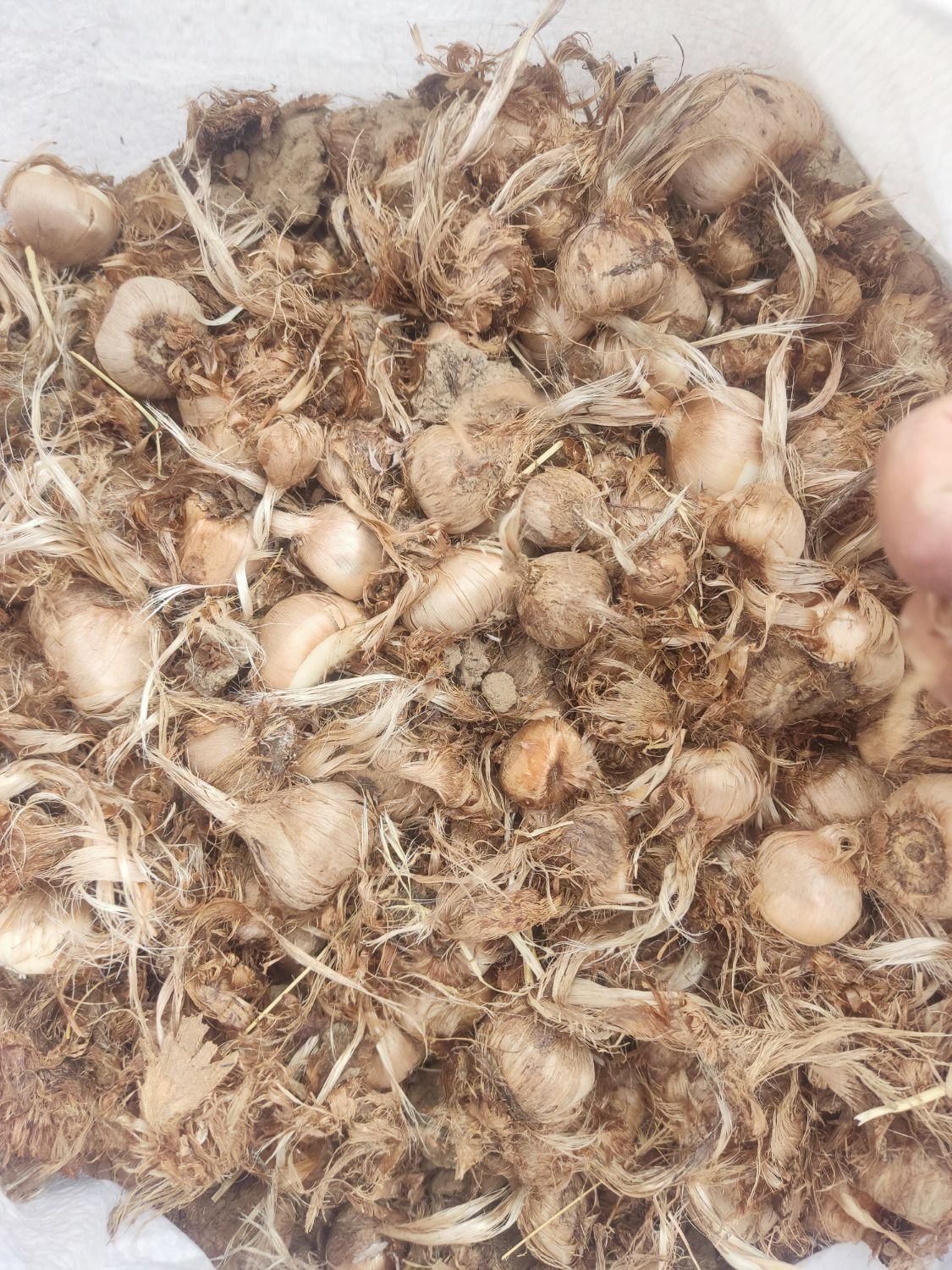 فروشگاه پیاز زعفران زاوه تربت حیدریه|خدمات باغبانی و درختکاری|مینودشت, |دیوار