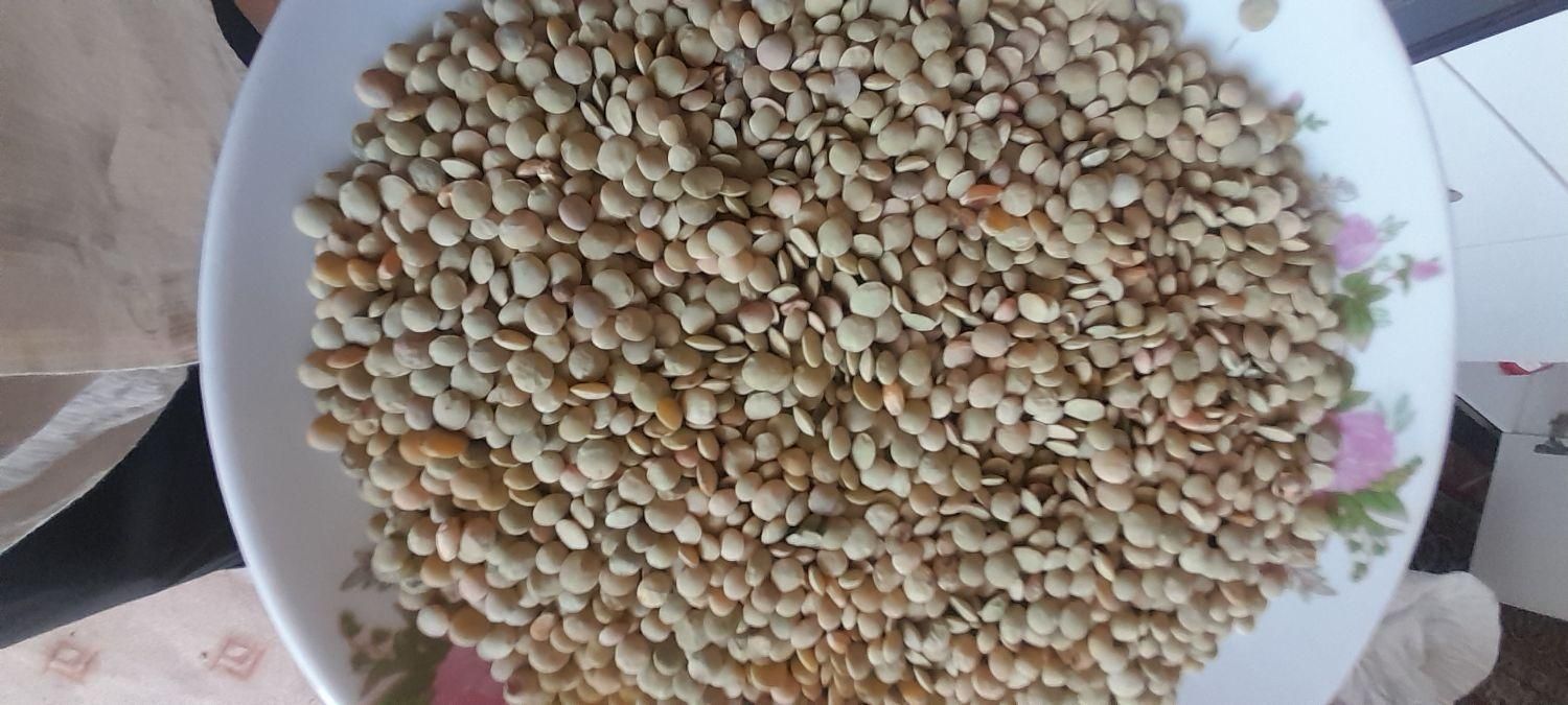 فروش ۴تن عدس درجه یک بوجاری شده|خوردنی و آشامیدنی|قشلاق دشت, |دیوار