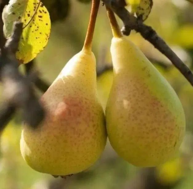 خرید بدون واسطه و مطمعن انواع ارقام نهال با کیفیت|خدمات باغبانی و درختکاری|شیراز, دارالرحمه|دیوار