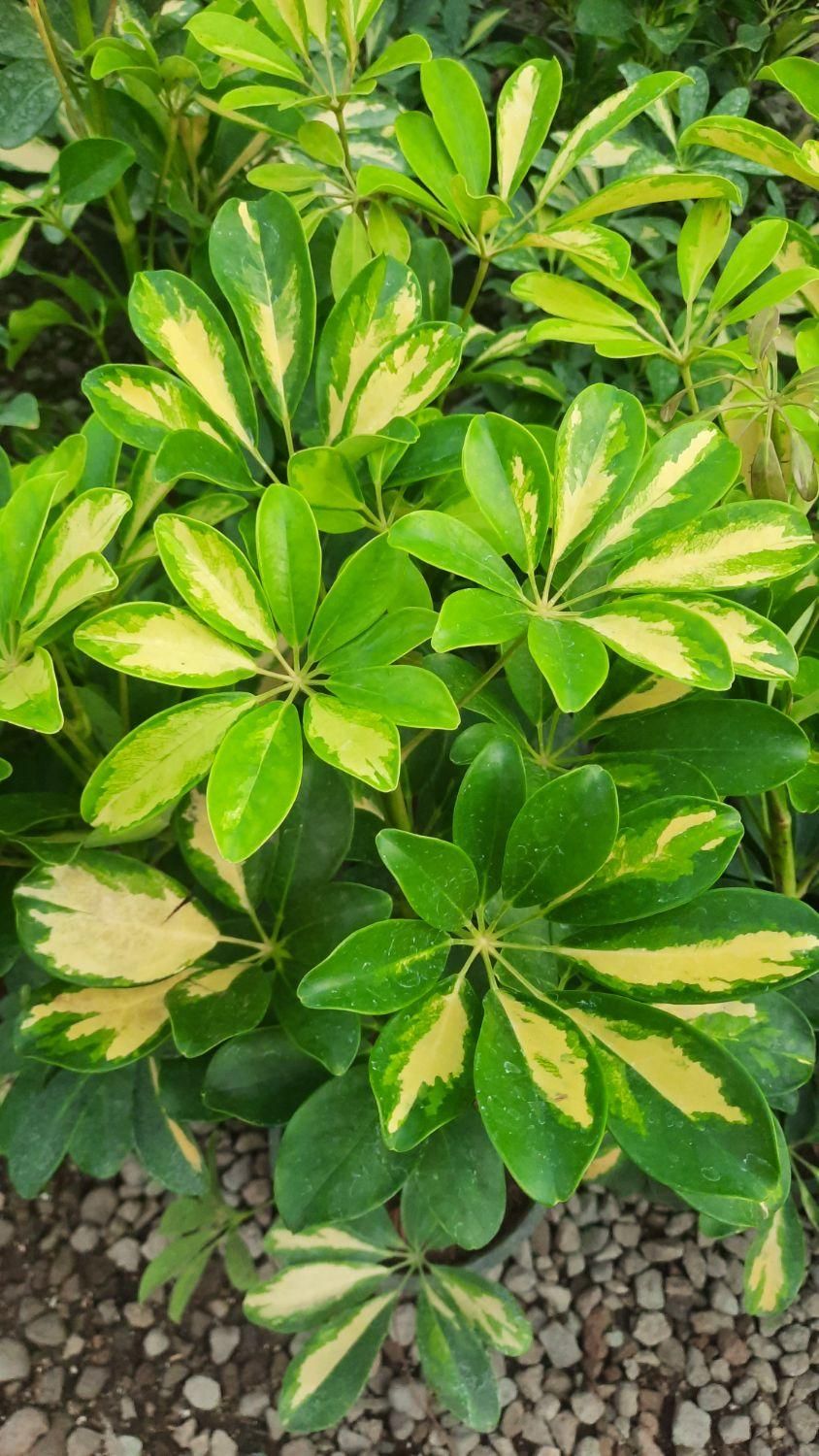 گل شفلرا ابلق و سبز|گل و گیاه طبیعی|تبریز, |دیوار