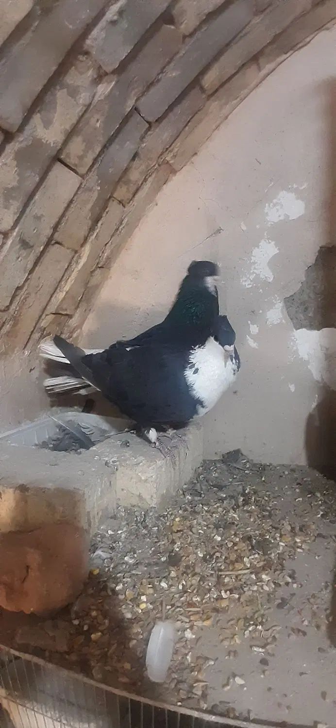 کبوتر دمگیر|پرنده|اصفهان, ارزنان|دیوار
