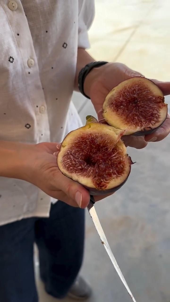 دپو و پخش نهال انجیر مصری  ، خرمالو کن|خدمات باغبانی و درختکاری|تهران, لویزان|دیوار