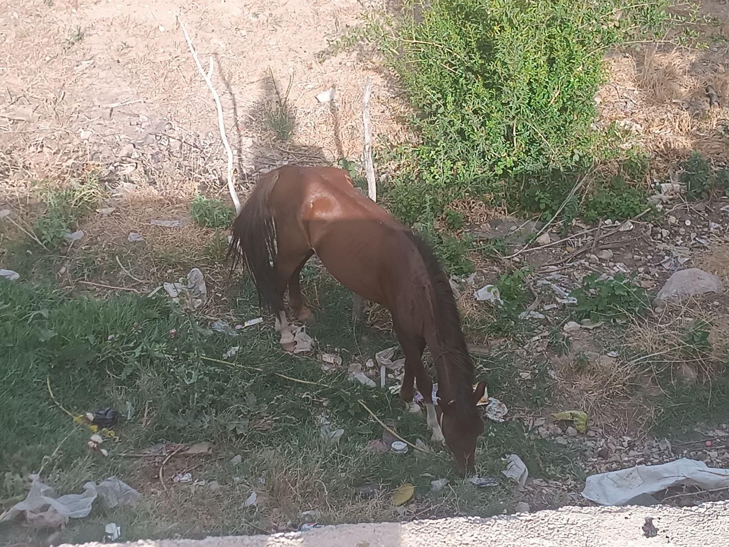اسب|اسب و تجهیزات اسب‌سواری|تهران, خانی‌آباد|دیوار