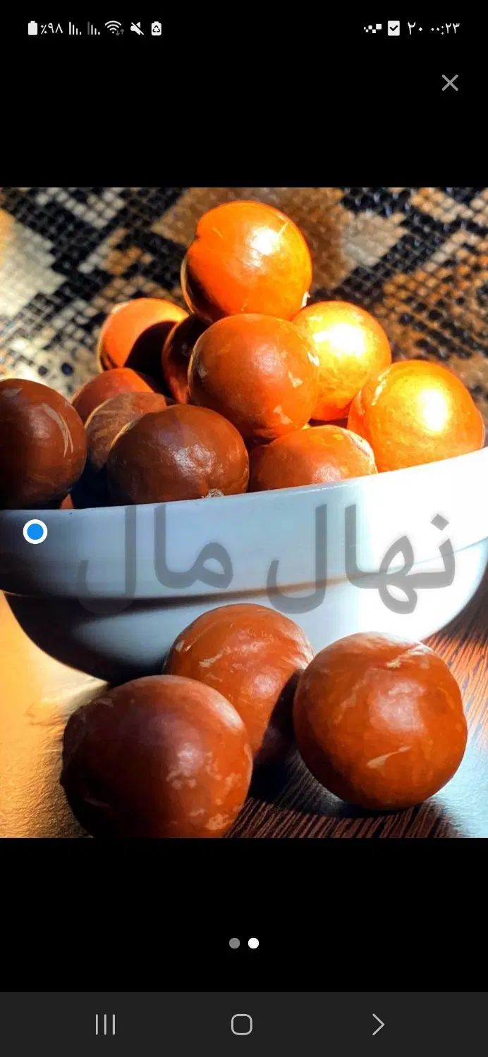 ماکادمیا نهال فندق وارداتی درجه یک اووکادو اوکادو|گل و گیاه طبیعی|خرم‌آباد (تنکابن), |دیوار
