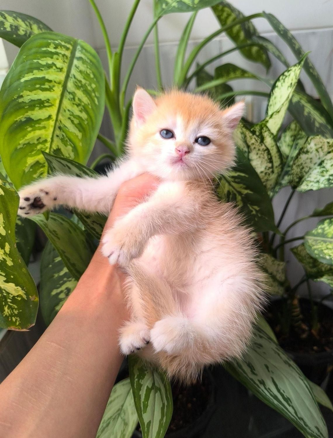گربه های لوکس iran cats|گربه|کیش, |دیوار