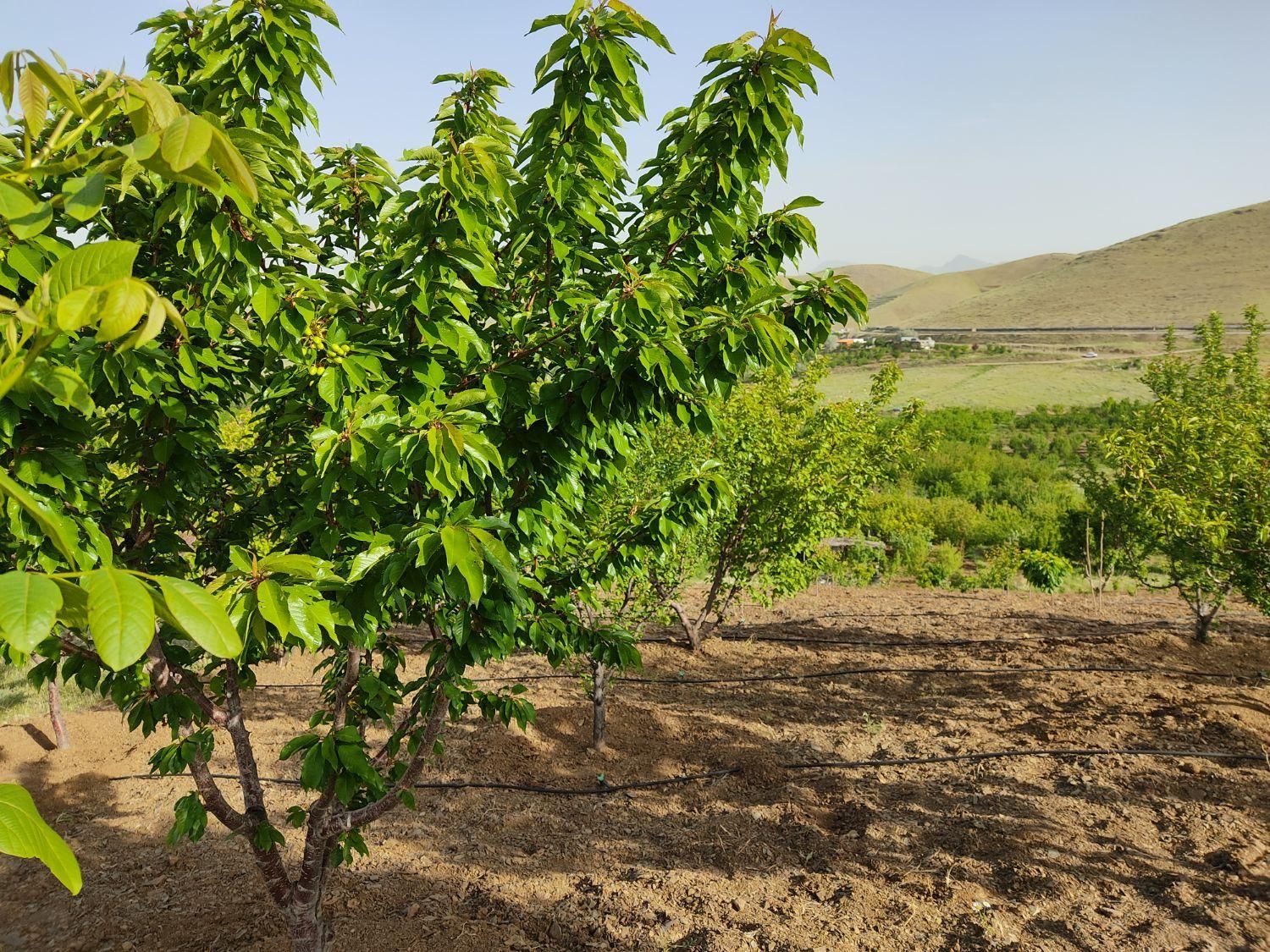 زمین کشاورزی 1900متری در روستای قلیان|فروش زمین و ملک کلنگی|سنندج, |دیوار