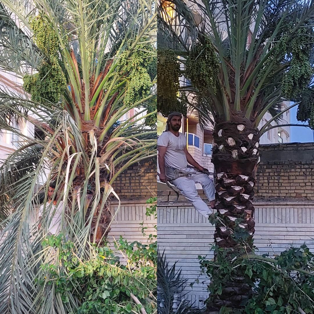 بریدن نخل قطع نخل هرس نخل درخت استاد نخل سمپاشی|خدمات باغبانی و درختکاری|اهواز, گلستان|دیوار