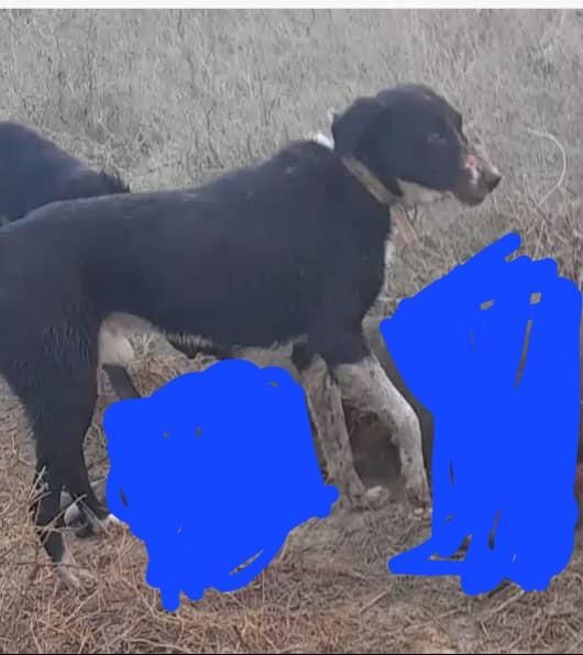 سگ گمشده|حیوانات|شوشتر, |دیوار