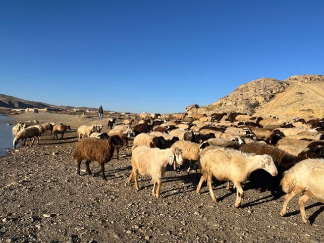 برای سفارش گوسفند زنده |حیوانات مزرعه|تهران, درکه|دیوار