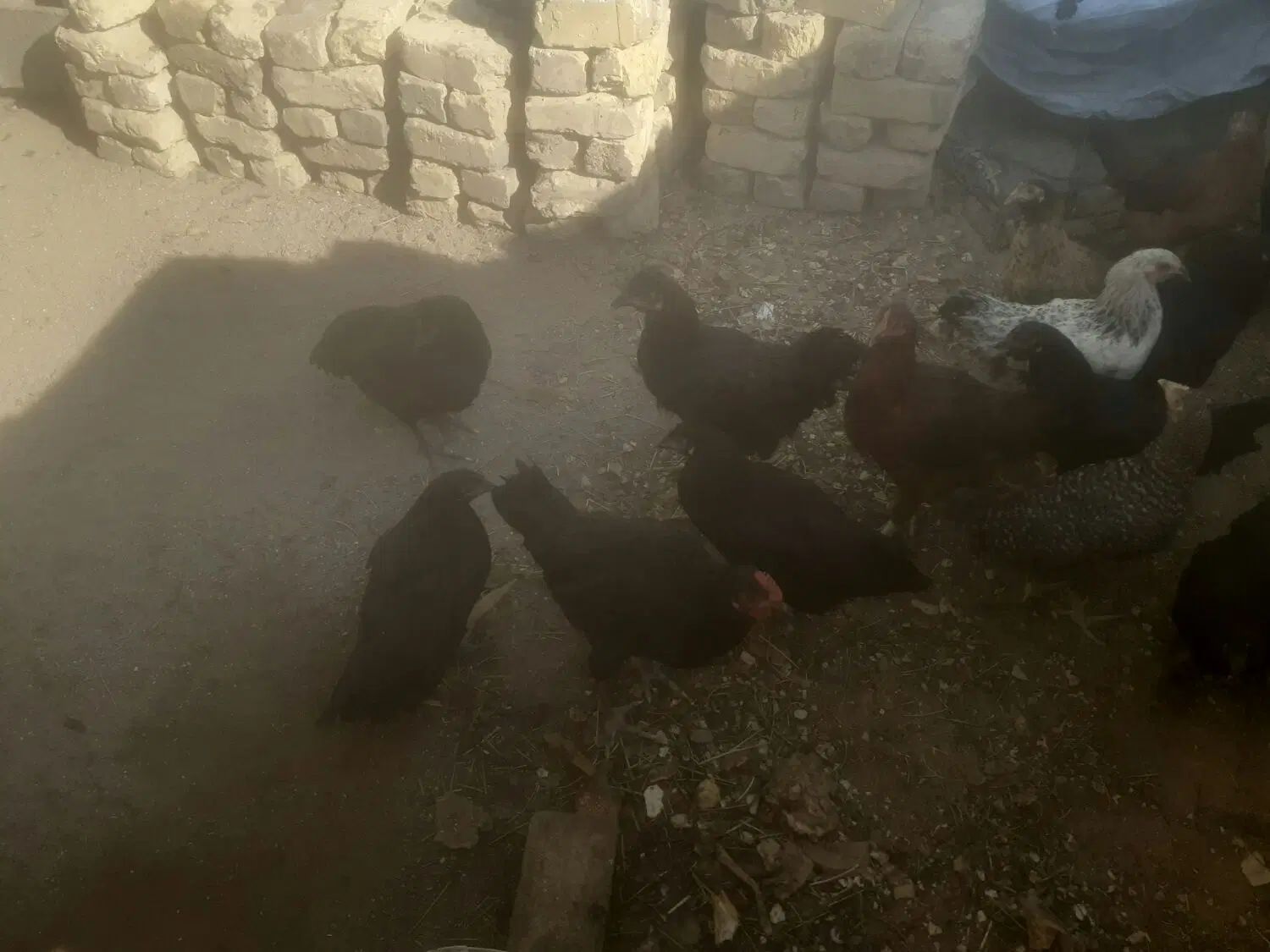 مرغ و خروس|پرنده|اصفهان, بهرام‌آباد|دیوار
