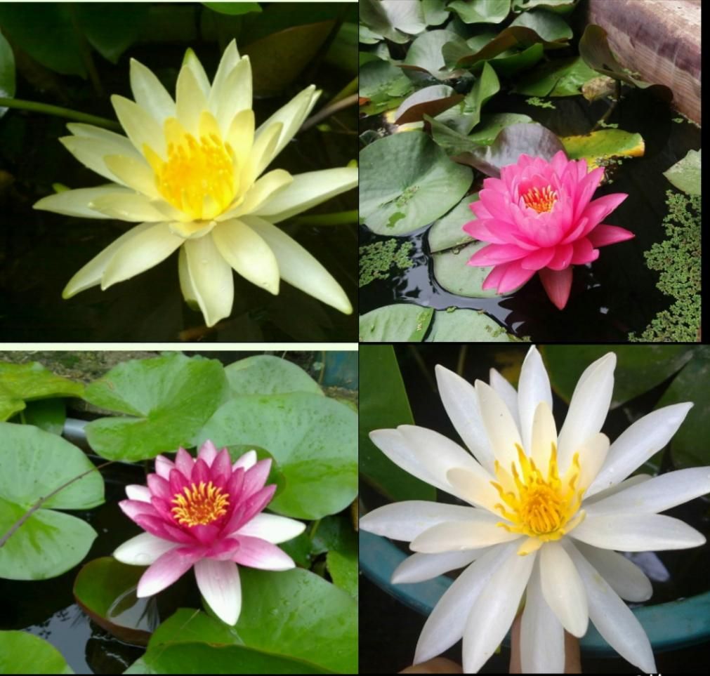 فروش نیلوفر آبی و گیاهان آبزی|گل و گیاه طبیعی|رامسر, |دیوار