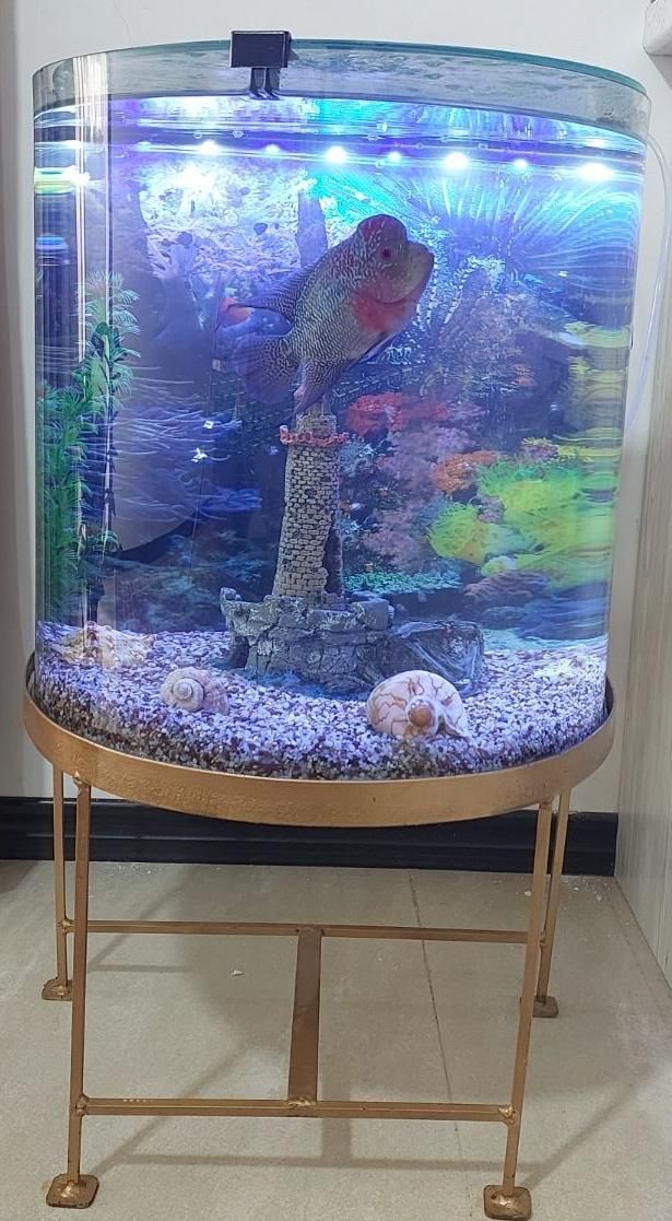 اکواریوم نیم دایره با ارتفاع و قطر  ۶۰×۵۰|ماهی|پاکدشت, پارچین|دیوار
