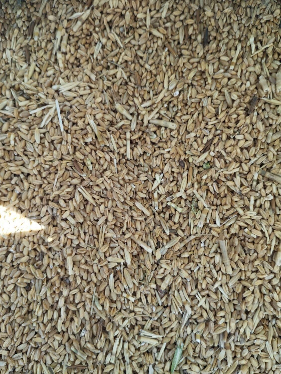 خریدو فروش گندم جو نخود  ارد وغیره در کوهدشت|خدمات باغبانی و درختکاری|کوهدشت, |دیوار